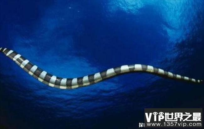 史前最大的海蛇 可以长到9米长620斤(古杯蛇)