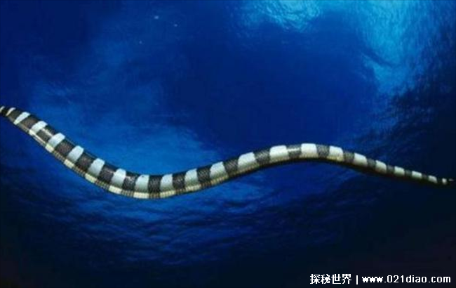 史前最大的海蛇 可以长到9米长620斤(古杯蛇)