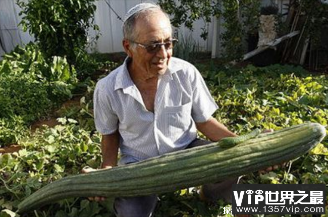 世界上最长的黄瓜 长达118厘米(绿色食品)