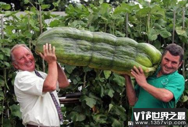 世界上最长的黄瓜 长达118厘米(绿色食品)