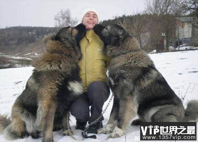 世界上最大的爱尔兰猎狼犬，体重110斤(高大且威猛)