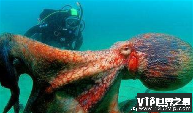 世界上最大的章鱼 体重超成年人两倍多(寿命比较短)