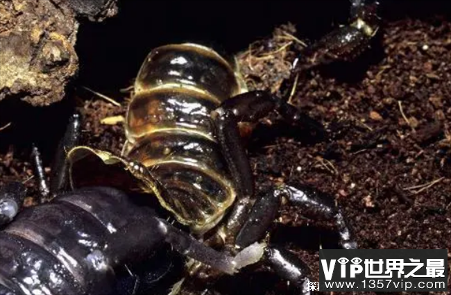 世界上最大的蝎子 蝎子中的巨无霸(非洲帝王蝎)