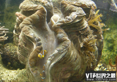 世界上体型最大的双壳动物 长达1.2米左右(巨蛤)