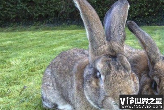 世界上最胖的兔子 英国的大流士兔(重达45斤)