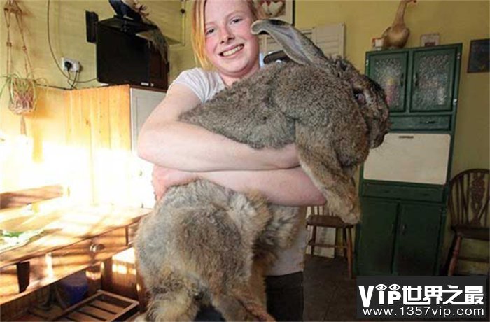 世界上最胖的兔子 英国的大流士兔(重达45斤)