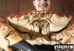 世界上最重的蟹 外壳就像洗脸盆(皇帝蟹)