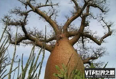 轻木是世界上生长最快的树 一年能长5米左右