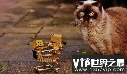 为什么有的猫会给主人带礼物