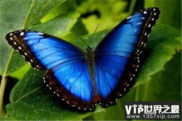 世界上最值钱的6种昆虫，个个都是天价