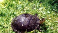 世界上最珍贵的龟，当属中国的云南闭壳龟