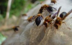 世界上螫死人纪录最多的毒蜂——黑腹虎头蜂，见到就抓紧跑