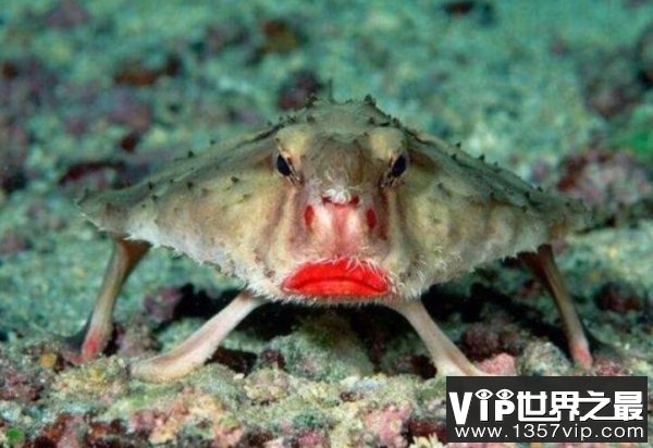 它是世界上最妖娆的鱼 红唇蝙蝠鱼靠胸鳍游走