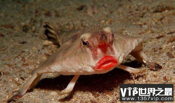 它是世界上最妖娆的鱼 红唇蝙蝠鱼靠胸鳍游走