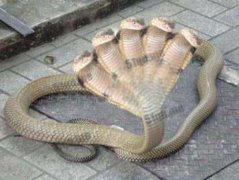 世界上最怪异的十种蛇，印度五头蛇有五个脑袋