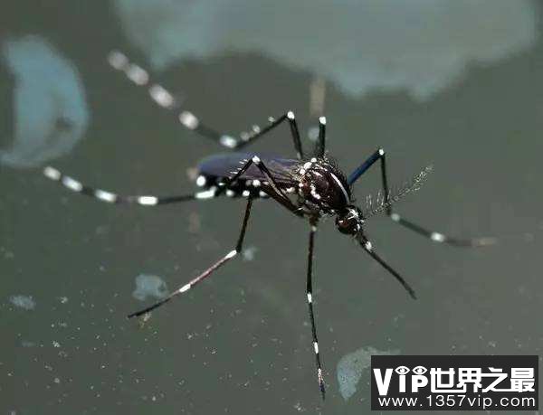 世界上毒性最强的蚊子当属花斑蚊 传播登革热