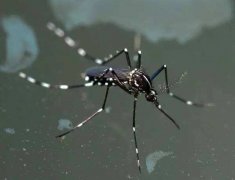 世界上毒性最强的蚊子当属花斑蚊 传播登革热