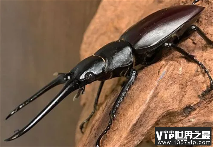 世界上最大的锹甲虫 长颈鹿锯锹 长12.3厘米 