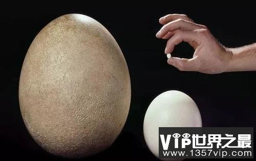 世界上最小的蛋 蜂鸟蛋重量仅有0.2克