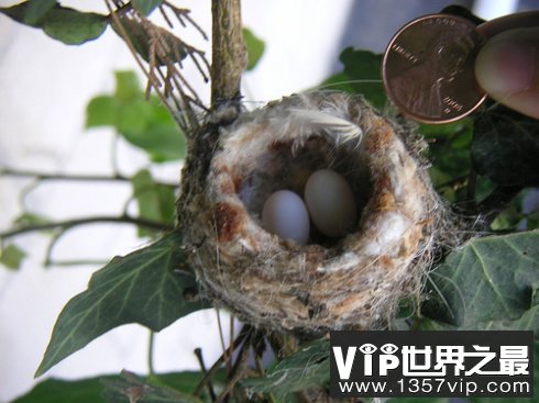 世界上最小的蛋 蜂鸟蛋重量仅有0.2克