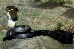 地球上十大攻击性最强的蛇,黑曼巴蛇独占鳌头