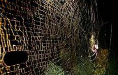 世界上最大的蜘蛛网 面积约700平方米