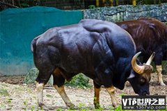 世界上最重的牛重达2450斤 相当于三头黄牛(白肢野牛)