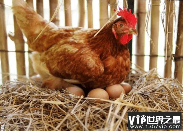 母鸡可以和鸡蛋里的小鸡交流沟通