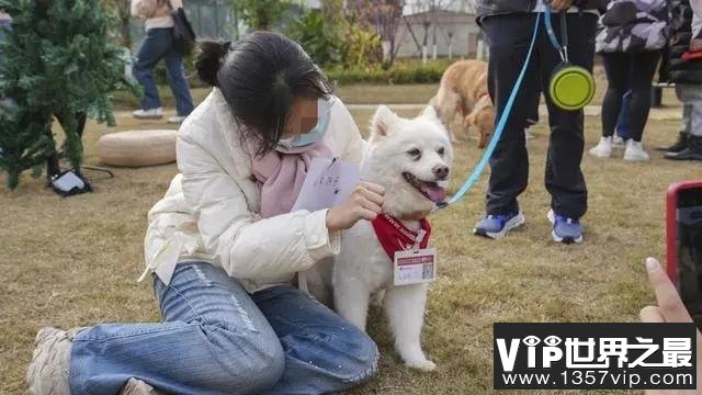 狗狗也能当医生