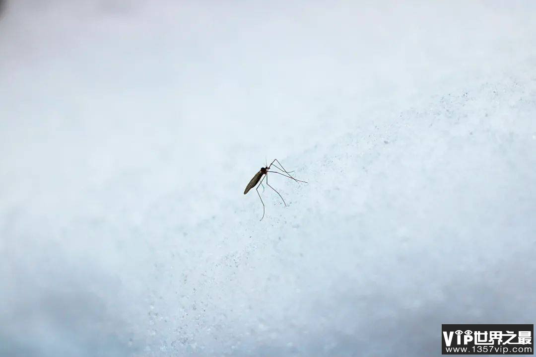 蚊子是如何撑过冬天的