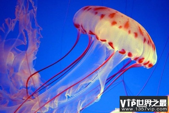 世界上十大毒性强动物 澳洲方水母三分钟致命(海洋生物)