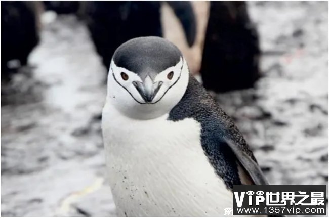 世界十大企鹅种类 帽带企鹅最容易辨认(体长72厘米)
