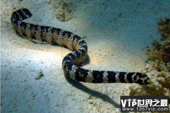 世界十大最毒的海蛇 裂颏海蛇毒性最强(长100厘米)