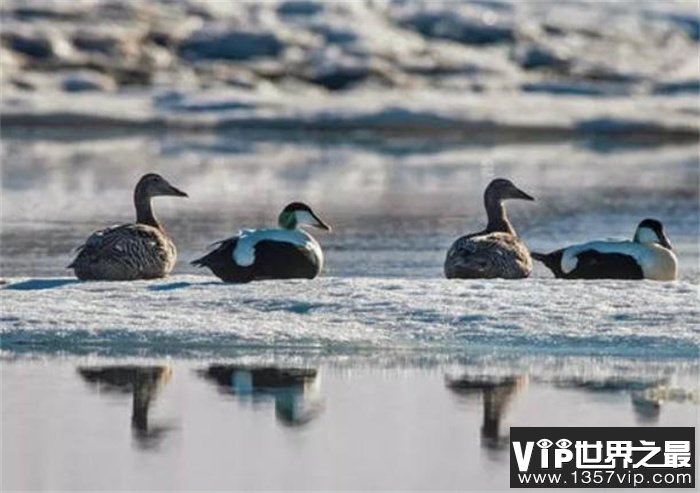 北极鸭是世界上最耐寒的鸭 可经受零下100℃寒冷考验
