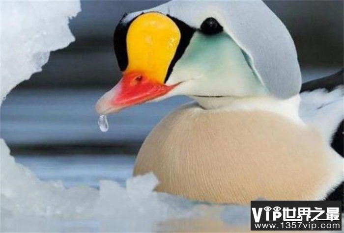 北极鸭是世界上最耐寒的鸭 可经受零下100℃寒冷考验