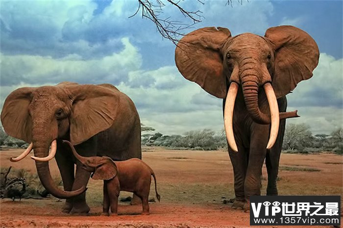 世界上最大的耳朵 长度达到两米(非洲象)