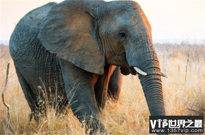世界上最大的耳朵 长度达到两米(非洲象)