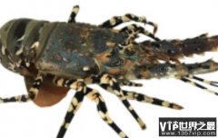 世界上最大的龙虾 身体长度达到55厘米(锦绣龙虾)