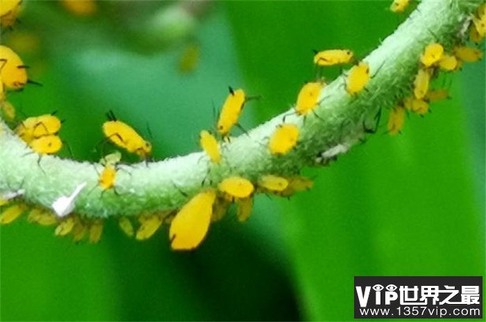世界上繁殖最快的昆虫 一年可以繁殖20~30代后代(蚜虫)