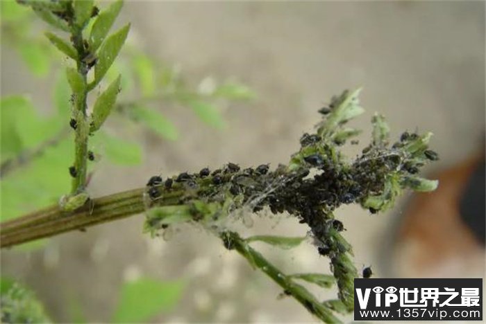 世界上繁殖最快的昆虫 一年可以繁殖20~30代后代(蚜虫)