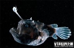 世界上雌雄体型差别最大的鱼 黑角鮟鱇鱼(雌性体型大)