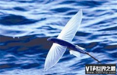 世界上飞得最远的鱼 水面滑翔400多米(飞鱼)