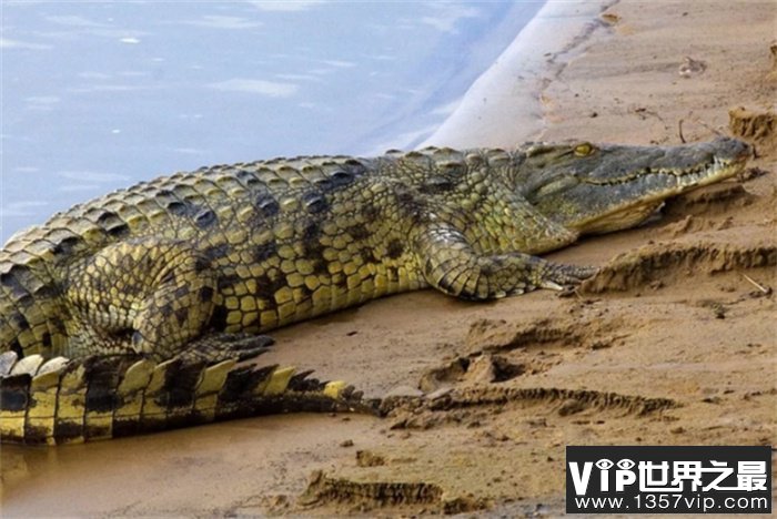 世界上最大的爬行动物 长达8.64米(咸水鳄鱼)