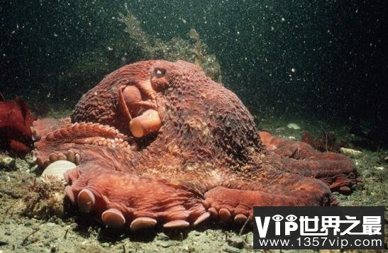 世界上最大的章鱼，太平洋巨型章鱼重达272公斤
