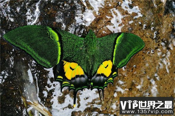 世界上最值钱蝴蝶，金斑喙凤蝶极其稀有
