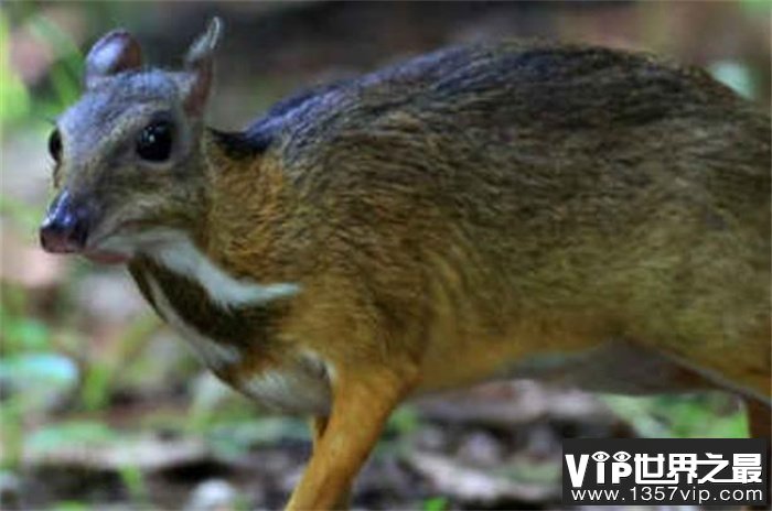 世界上最小的鹿 身体长度40~48厘米(鼷鹿)