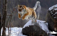 世界上最凶猛的猫科动物，西伯利亚虎排第一