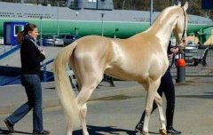 世界上最美的马，被誉为“黄金之马”
