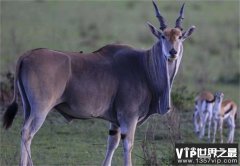 世界上最大的羚羊 平均体重600千克左右(非洲大羚羊)