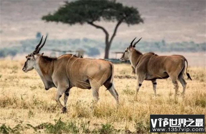 世界上最大的羚羊 平均体重600千克左右(非洲大羚羊)